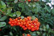 orange-berries-berries-rounded-332620.jpg