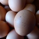 egg-hen-s-egg-food-nutrition-463943.jpg