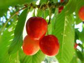 cherries-fruit-power-825049.jpg