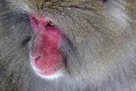 baboon-primate-ape-face-monkey-768572.jpg