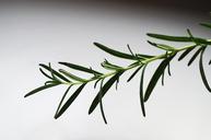 rosemary-herb-pepper-cooking-1049442.jpg