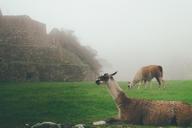 llamas-alpaca-lama-grass-animal-1209579.jpg