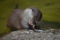 otter-eat-feeding-365372.jpg