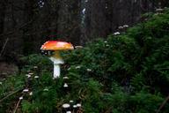 mushroom-fly-agaric-forest-autumn-499782.jpg