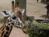 giraffe-animal-feeding-close-536302.jpg