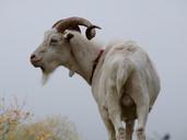 goat-billy-goat-testicles-1570357.jpg