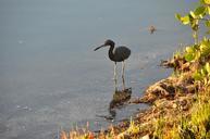 heron-bird-florida-beach-water-707074.jpg