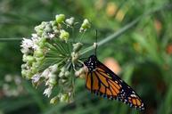 monarch-butterfly-macro-insect-699562.jpg