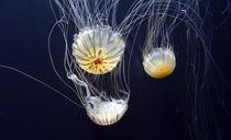 jellyfish-jelly-fish-marine-1024271.jpg