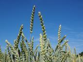 wheat-spike-wheat-field-wheat-592483.jpg