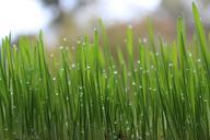 lawn-green-grass-drops-of-water-916269.jpg