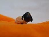 toy-sheep-macro-miniature-cute-402922.jpg