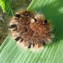 caterpillar-insects-macro-nature-391285.jpg