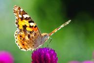 butterfly-insects-spring-627034.jpg