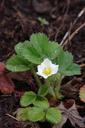 strawberry-bloom-spring-after-rain-430009.jpg