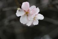 cherry-blossoms-658942.jpg