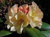 rhododendron-flowers-macro-garden-347035.jpg