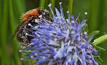 hummel-pollen-nature-close-389237.jpg