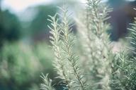 rosemary-garden-green-light-color-1688750.jpg