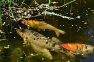 koi-koikarpfen-ornamental-fish-329076.jpg