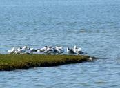 seagulls-terns-sea-birds-gulls-60159.jpg