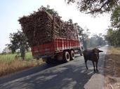 truck-overcharge-cargo-sugarcane-253151.jpg