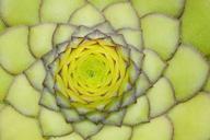 houseleek-roof-houseleek-66721.jpg