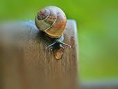 snail-shell-animal-mollusk-close-834713.jpg