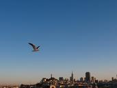 seagull-san-francisco-sky-flying-1276903.jpg