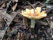 fungus-soil-moisture-forest-201464.jpg