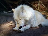 wolf-wild-animal-predator-1227219.jpg