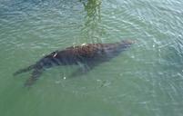 sea-lion-animal-marine-wildlife-1053339.jpg