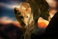 lion-cub-lion-africa-animal-580906.jpg