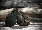 monkey-primate-nature-animals-419059.jpg