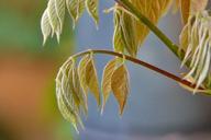 leaves-climber-whip-vine-327001.jpg