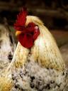 feathers-rooster-poultry-1602222.jpg