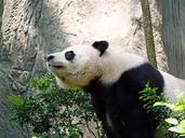 panda-endangered-rare-protected-505155.jpg