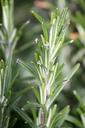 rosemary-leaves-stalks-culinary-813492.jpg