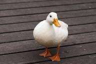 duck-bird-white-bridge-duck-feet-547712.jpg