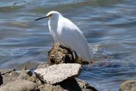 snowy-egret-waterbird-white-animal-52932.jpg