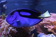 aquarium-zoo-dory-water-fish-life-1073861.jpg