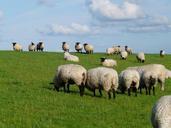 flock-of-sheep-sheep-rh%C3%B6n-sheep-57704.jpg