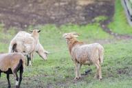 goats-farm-billy-goat-domestic-goat-533537.jpg