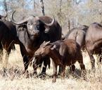 buffalo-safari-africa-wildlife-395785.jpg