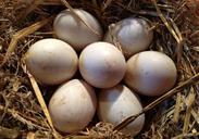 eggs-hen-eggs-bird-eggs-straw-mat-434813.jpg