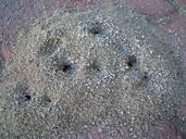 ant-nest-ants-hole-dirt-sand-354391.jpg