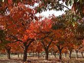 persimmons-fruit-tree-deciduous-540882.jpg