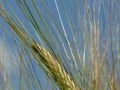 barley-ear-awns-nourishing-barley-600395.jpg