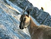 goat-mountains-animals-wild-slopes-1476502.jpg