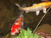 koi-carp-cyprinus-carpio-262451.jpg